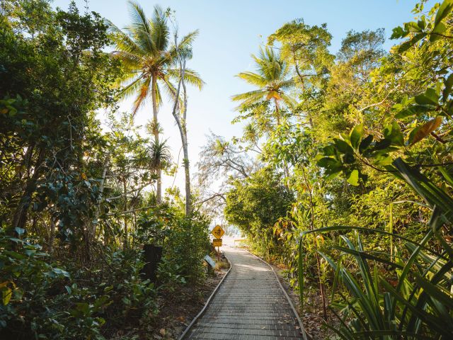the Dubuji Boardwalk surrounded by lush canopy