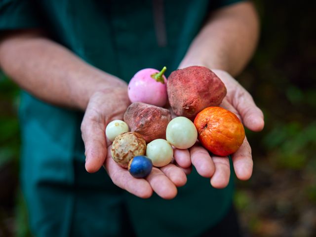 exotic fruits at Cape Trib Farm