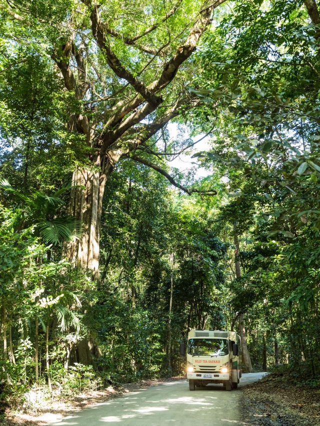 a giant strangler fig tree in Cape Trib 