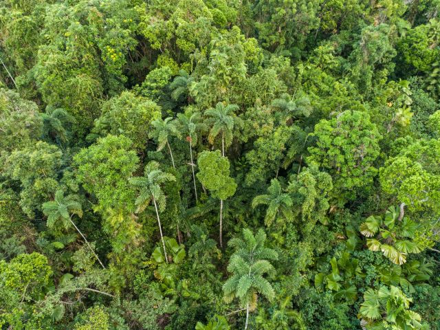 rainforest view at the Daintree National Park