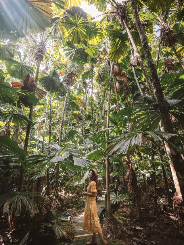 the Daintree Fan Palm Farm