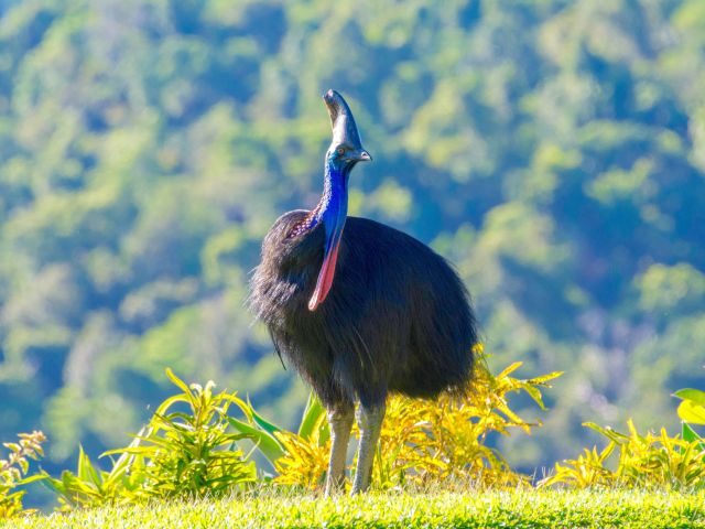 a cassowary in Daintree Rainforest
