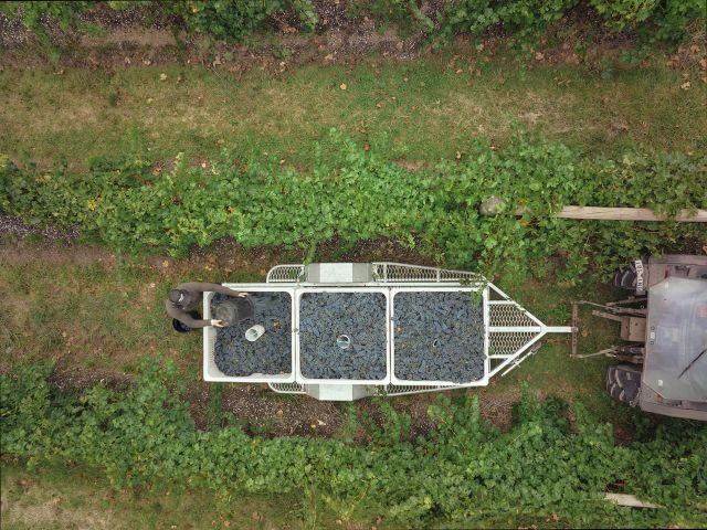 A person handpicking grapes at Yarra Yering