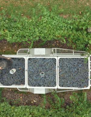 Yarra Yering grape picking