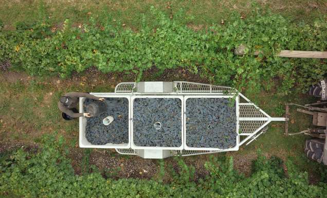 Yarra Yering grape picking