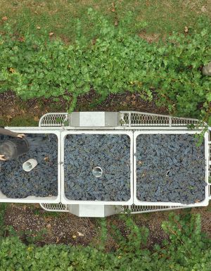 Yarra Yering grape picking