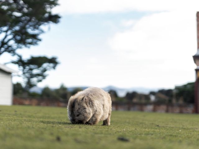 wombat
