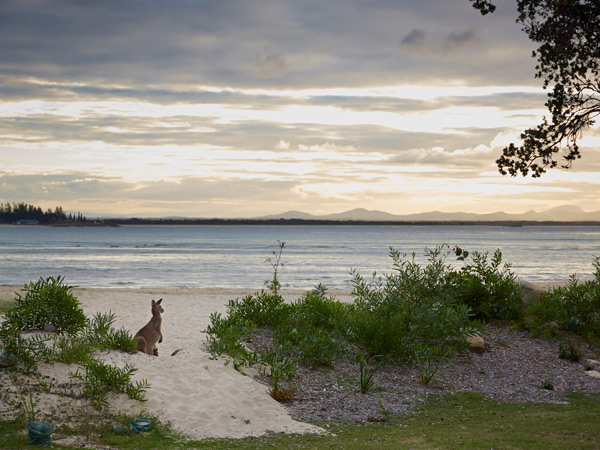 Eastern grey kangaroo at sunset beachside camping with great fishing and beaches perfect for whale watching and swimming in Arakoon National Park