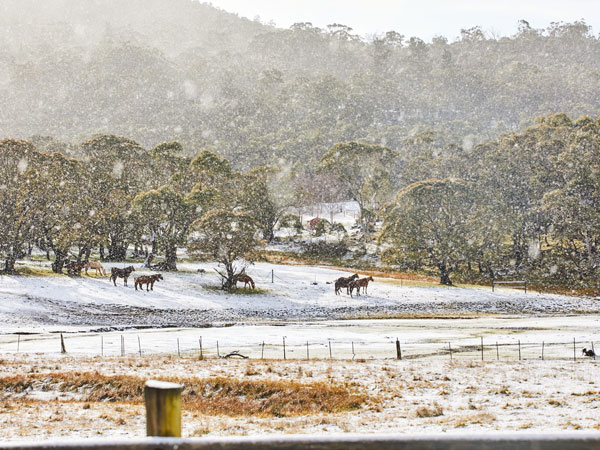 a snowy landscape with horses at Kosciuszko National Park