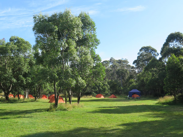 tents within a tall alpine ash forest at Ngarigo Campground