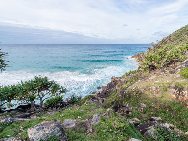 Screw Pine Trees (Pandanus tectorius var. australianus), also known as Beach Pandan or Breadfruit are scattered along the rocky headlands along the Little Bay to Smoky Cape track in Hat Head National Park