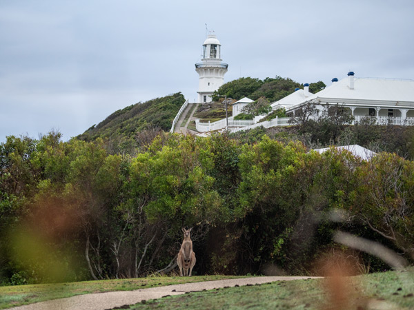 Kangaroo in front of Smoky Cape Lighthouse, Smoky Cape, South West Rocks, Hat Head National Park