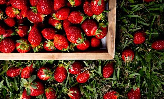 This winter strawberry trail is ripe for the picking