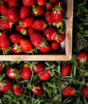 <p><i>This winter</i> strawberry trail is <i>ripe for the picking</i></p>
