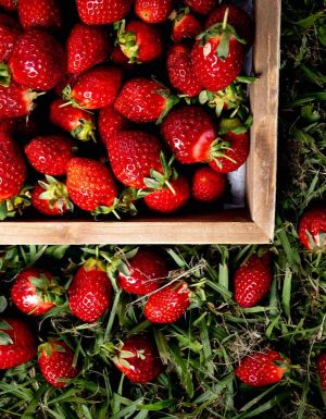 This winter strawberry trail is ripe for the picking