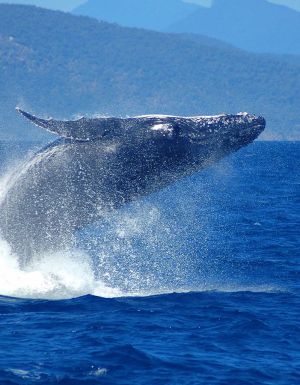 This whale spotting event happens once a year – and it’s this weekend