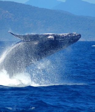 <p>This <i>whale spotting event</i> happens once a year &#8211; and it&#8217;s this weekend</p>
