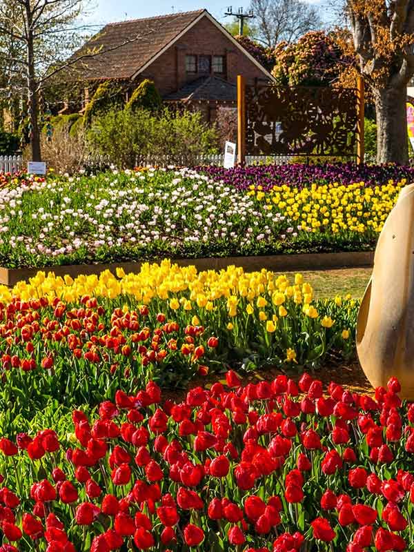 Tulip flower festival