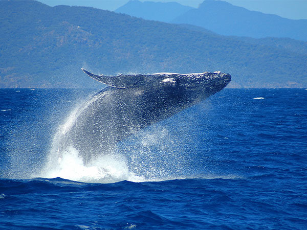 whale watching in Cairns