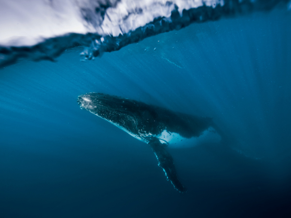 a humpback whale swimming in the water, Hervey Bay