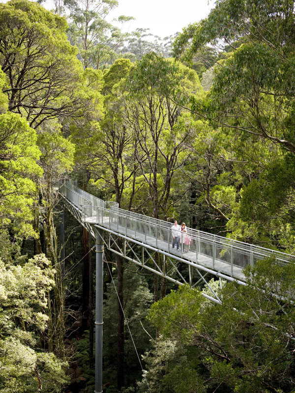 a lush tree canopy at Otway Fly Treetop Adventures