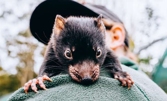 This twilight tour lets you share dessert with a Tasmanian devil