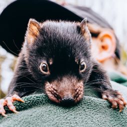 This twilight tour lets you share dessert with a Tasmanian devil