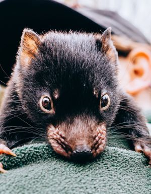 This twilight tour lets you share dessert with a Tasmanian devil