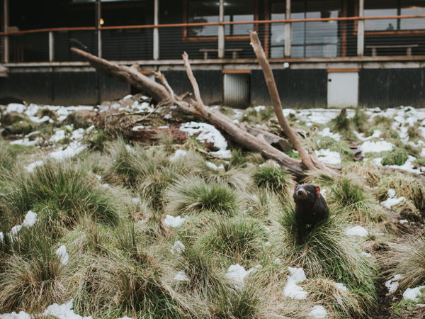 Devils@Cradle in Cradle Mountain, Tasmania