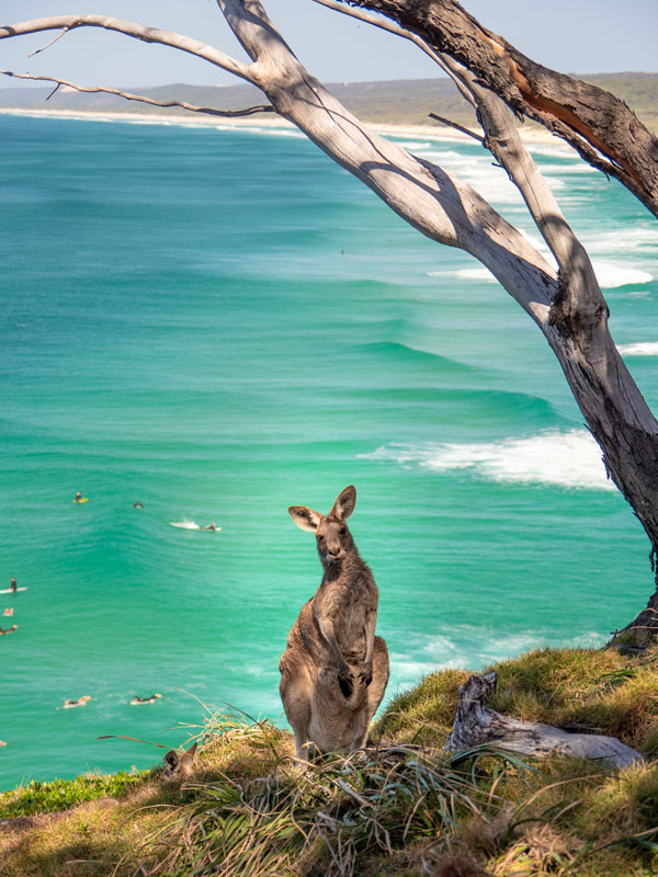 a kangaroo sitting on a hill overlooking the Pacific Ocean