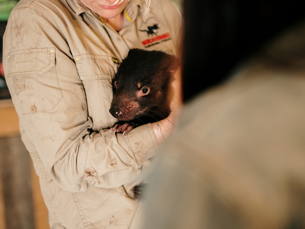 Devils@Cradle in Cradle Mountain, Tasmania