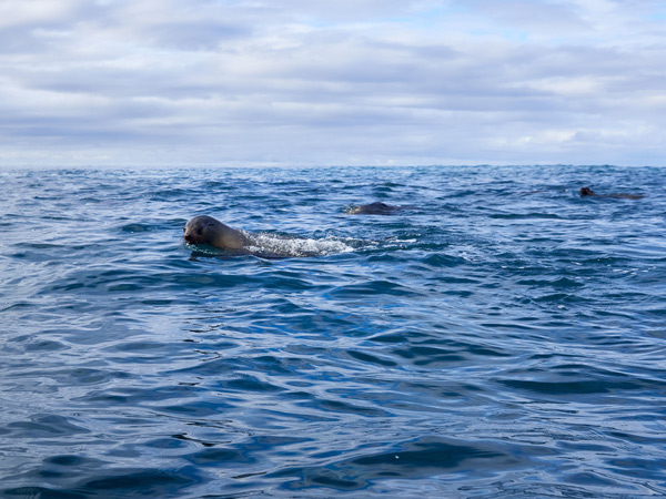 an Australian fur seal swimming in the ocean
