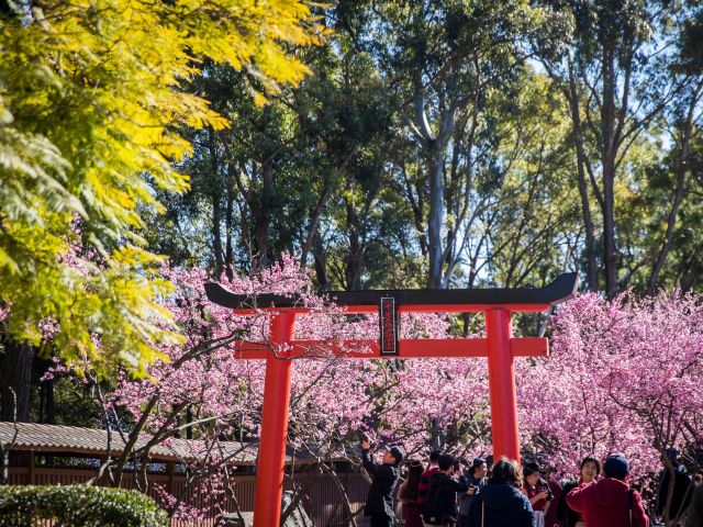Sydney Cherry Blossom Festival, NSW