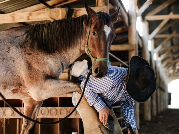 Bogong Horseback Adventures in Mount Beauty, Victoria