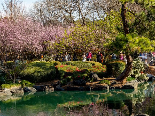 Sydney Cherry Blossom Festival, NSW