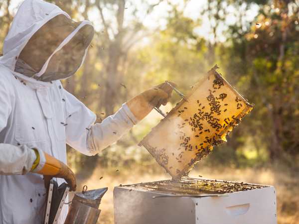 a beekeeper in a bee suit is holding a hive at Jurlique Farm
