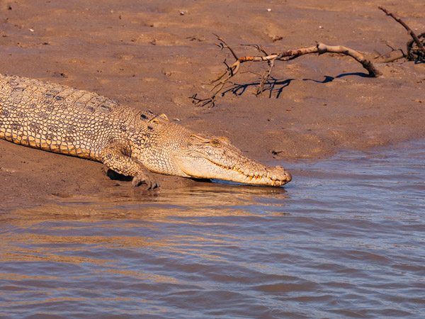 a saltwater crocodile in Liverpool River
