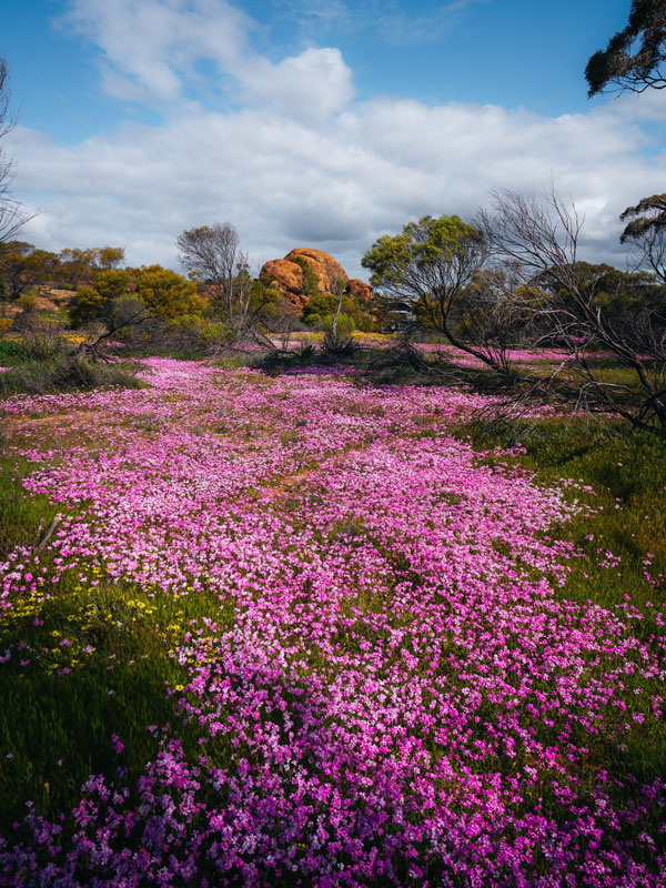 carpets of pink everlastings at Eaglestone Rock, WA wildflower season