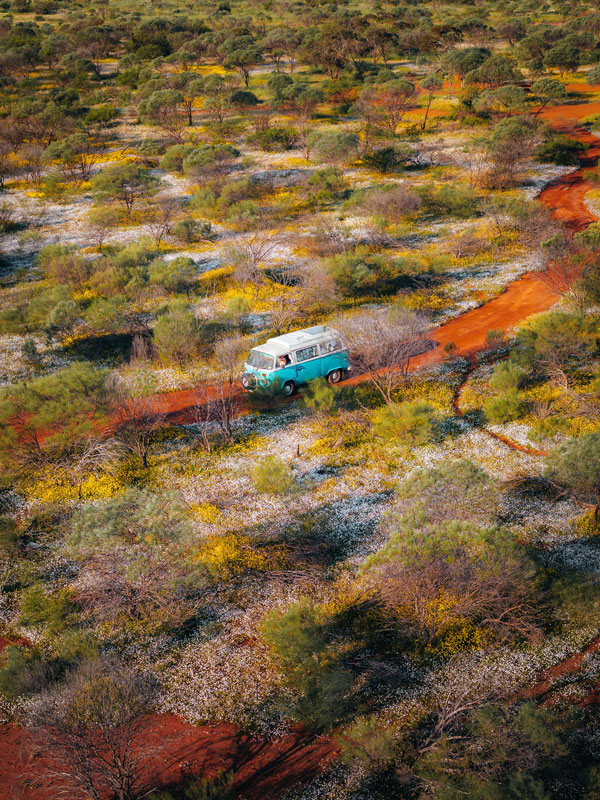 driving through Mullewa’s wildflower country