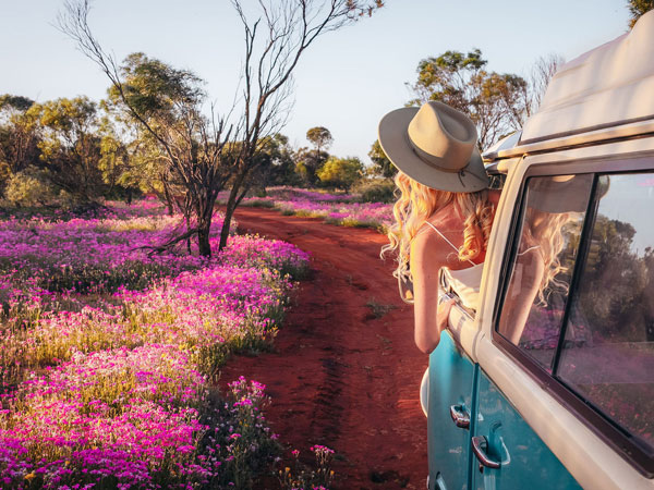 woman looking out of van window at the wildflowers, WA