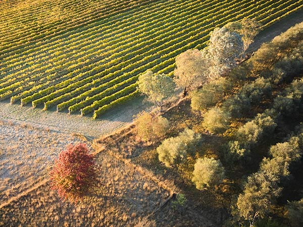 Clonakilla Winery vines canberra