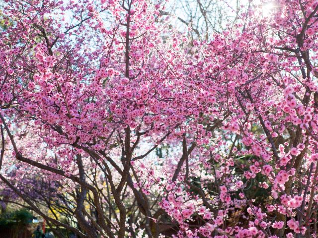 Sydney Cherry Blossom Festival, NSW