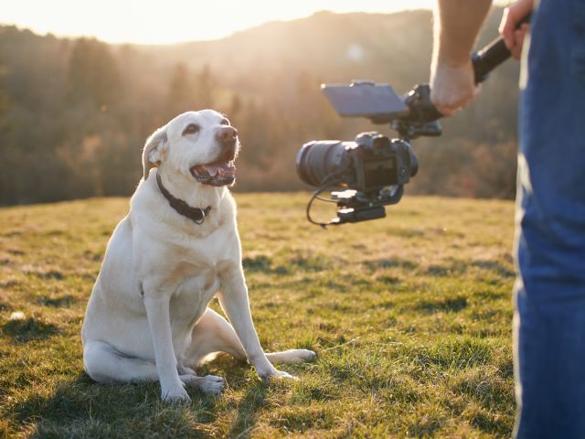 Dog being filmed