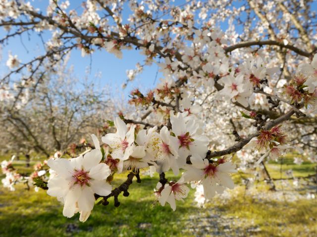 Almond blossom tree in bloom