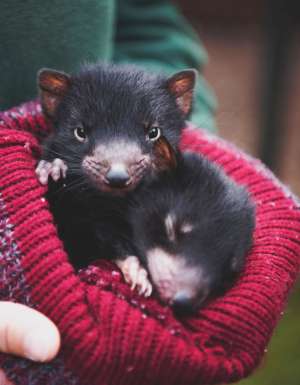 Devils@Cradle in Cradle Mountain, Tasmania