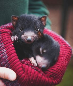 <p>This twilight tour lets you share dessert with a <i>Tasmanian devil</i></p>
