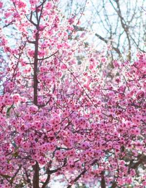 The southern hemisphere’s largest cherry blossom festival returns