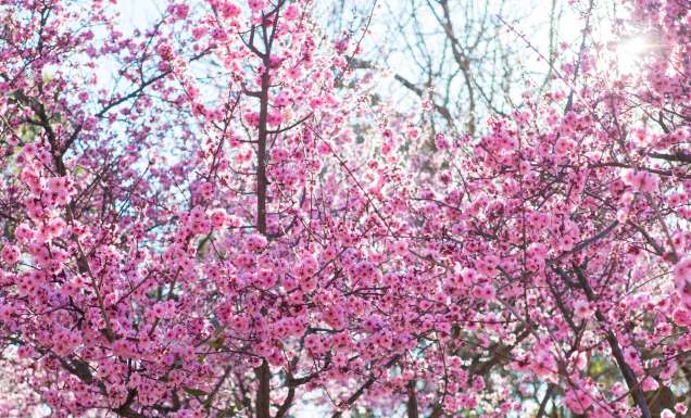 The southern hemisphere’s largest cherry blossom festival returns
