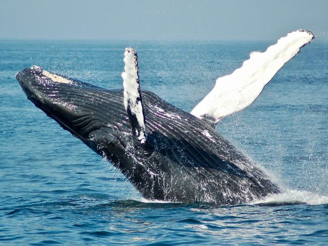 humpback whale breaching