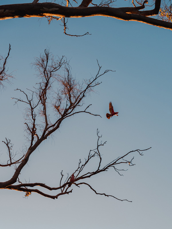 a bird flying from a tree